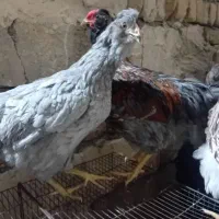 نیمچه گلین وارداتی و ویاندوت|حیوانات مزرعه|مرند, |دیوار