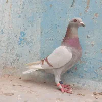 پلاکی عراق مسابقاتی بی نظیر