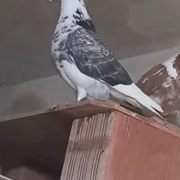 شازده جفت داوادا|پرنده|اردبیل, |دیوار