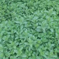 نعنا|خوردنی و آشامیدنی|سقز, |دیوار