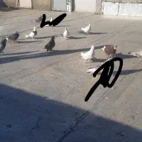 تعدادی کبوتر غریب گیری جلد نشده