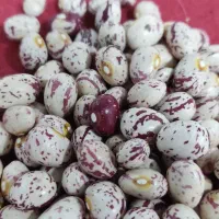 لوبیا چیتی