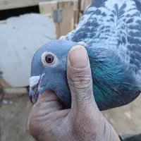 کبوتر پلاکی مسافتی|پرنده|حمیدیا, |دیوار