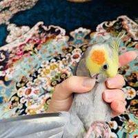 عروس هلندی|پرنده|مریوان, |دیوار