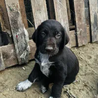 ۴عدد توله پویتر