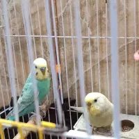 جفت مرغ عشق خوش رنگ رینبو معاوضه