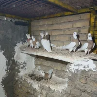 طوقی زرد کاکولی مهر|پرنده|قرچک, شهرک الحدید|دیوار