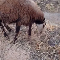 گوسفند|حیوانات مزرعه|بردسکن, |دیوار