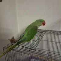 شاه طوطی نر