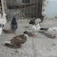 فروشی همه دونه ۲۰۰|پرنده|بندرعباس, |دیوار