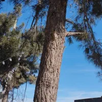 خرید و فروش چوب