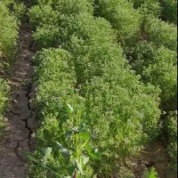 زمین کشاورزی، زمین دیم،قوچان ۳۵۰ هکتار