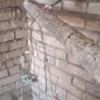 کبوتر رنگی وپلاکی