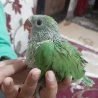 فروش ملنگو سرلاکی