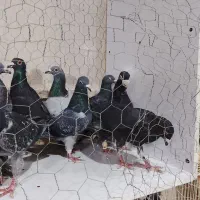 سبز پولک|پرنده|مشهد, کشف|دیوار