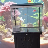 آکواریوم شرکتی|ماهی|اندیشه, اندیشه فاز ۱|دیوار