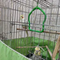 عروس هلندی جفت 8ماهه