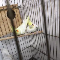 عروس هلندی لوتینو مولد|پرنده|عسلویه, |دیوار