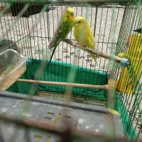 مرغ عشق|پرنده|جوانرود, |دیوار