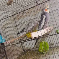 پرنده عروس|پرنده|تربتحیدریه, شهدا|دیوار