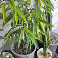 برگ انجیری منسترا امستل طلایی|گل و گیاه طبیعی|خمام, |دیوار