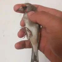 سهره ماده|پرنده|بجنورد, |دیوار