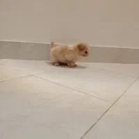 سگ دوماهه اصیل|سگ|مشهد, فتح المبین|دیوار