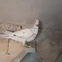 کبوتر پرنده دوتا قلدر|پرنده|الوند, |دیوار