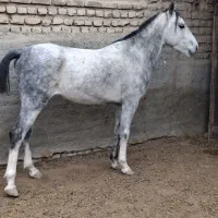 اسب و‌مادیان|اسب و تجهیزات اسب‌سواری|پیشوا, |دیوار