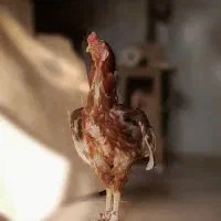 مرغ خروس و جوجه لاری|حیوانات مزرعه|تهران, طیب|دیوار