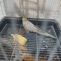 عروس هلندی آهویی ماده