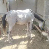 اسب عرب|اسب و تجهیزات اسبسواری|بندر ماهشهر, |دیوار