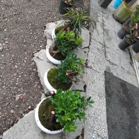 انواع گل های آپارتمانی و گلخانه ای|گل و گیاه طبیعی|لاهیجان, بازکیاگوراب|دیوار