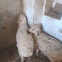 میش|حیوانات مزرعه|درمیان, |دیوار