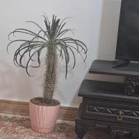 نخل ماداگاسکار
