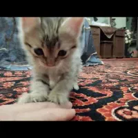 واگذاری رایگان گربه|گربه|رشت, نیروی دریایی|دیوار