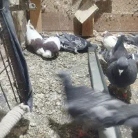 کبوترطوقی|پرنده|گلبهار, شهر جدید گلبهار|دیوار