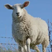 تعدادی گوسفند