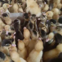 جوجه اردک سنگین وزن زیر قیمت تعداد بالا