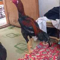 خروس چاباری