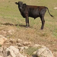 15رس گوساله نر یک سال نیم