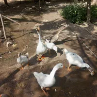 فروش تعدادی قو غاز و غاز محلی اردک خارجی گاز