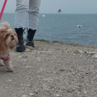 شیتزو سوپرفلت|سگ|رودهن, |دیوار