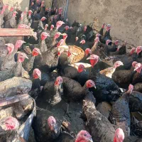 فروش بوقلمون برنز چاق  وگوشتی