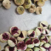 فروش انجیر|خوردنی و آشامیدنی|شیراز, جانبازان|دیوار