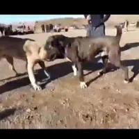 سگ افغان وارادتی|سگ|گرگان, |دیوار
