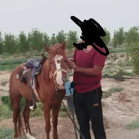 سلام اسب کرد سرودمگیرخوشکل وزیبا یورقه وتاخت|اسب و تجهیزات اسبسواری|خواف, |دیوار