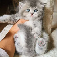 توله اسکاتیش و بریتیش بلو کلد و گلد با کیفیت