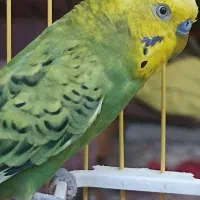 معاوضه مرغ عشق نر سبز با ماده ابی