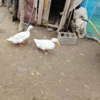 فروش اردک محلی سفید خوشگل بزرگ امساله